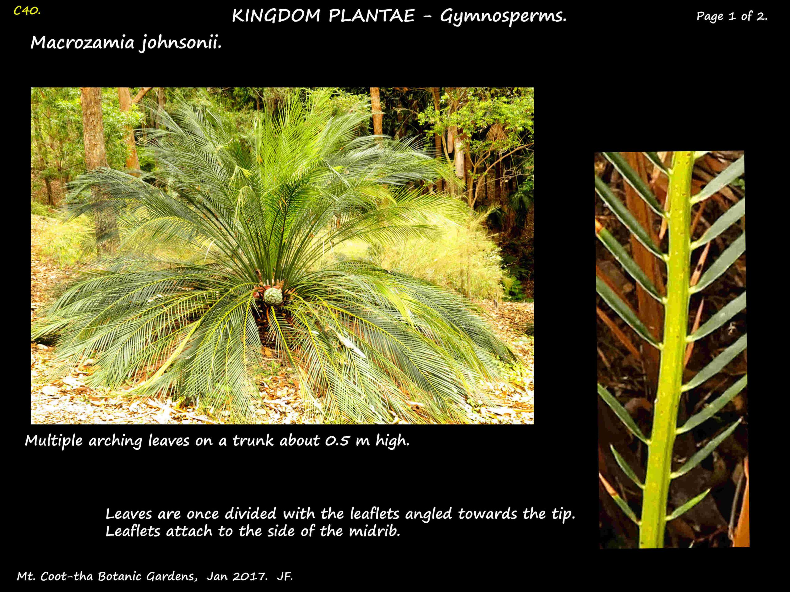 1 Macrozamia johnsonii plant